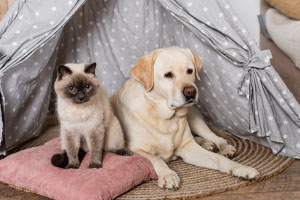 Keeping Your Pets Safe From Common Electrical Hazards O'Fallon, Missouri